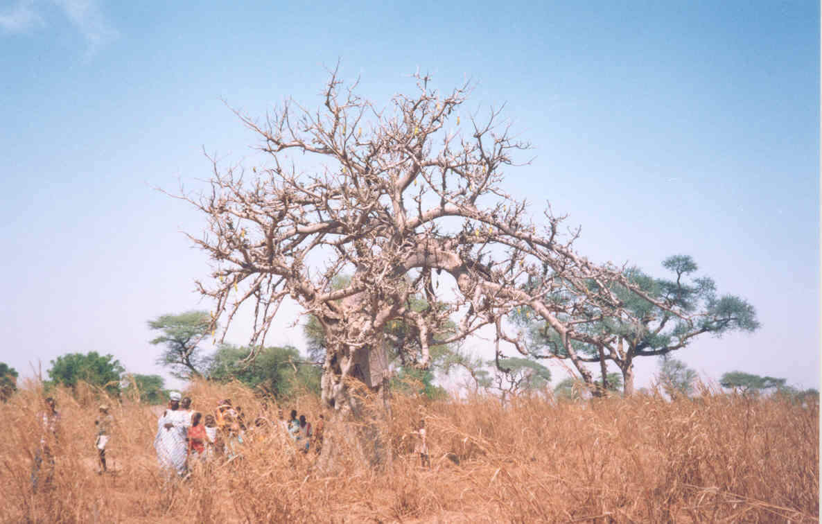Historic Baobab Trees Of Senegal Eric Ross Academic