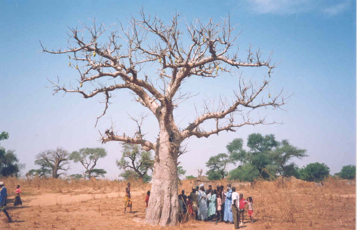 Historic Baobab Trees Of Senegal Eric Ross Academic